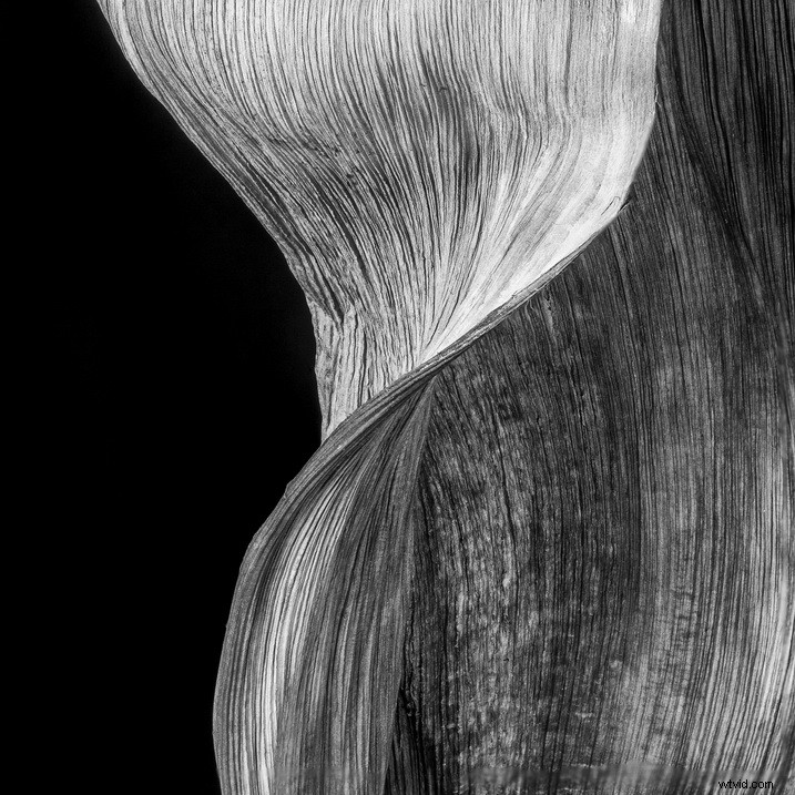 Master Focus Stacking: Step-by-Step Guide to Capturing Perfect Images