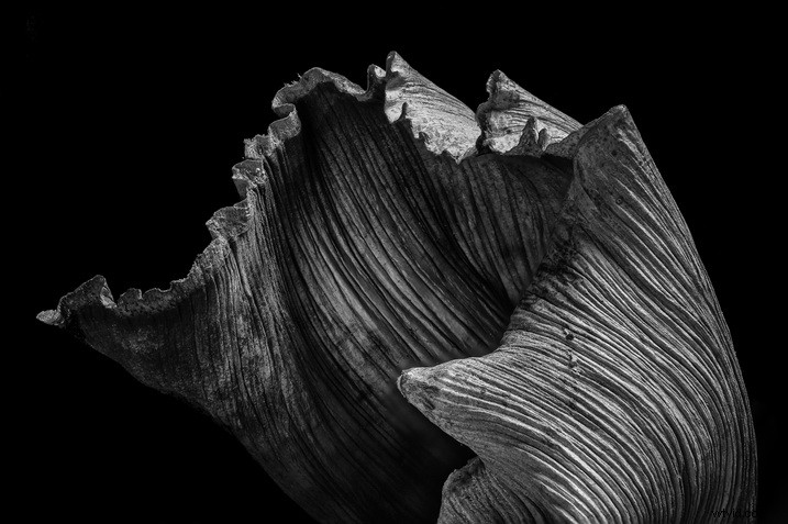 Master Focus Stacking: Step-by-Step Guide to Capturing Perfect Images