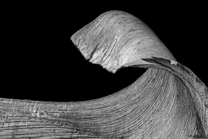 Master Focus Stacking: Step-by-Step Guide to Capturing Perfect Images