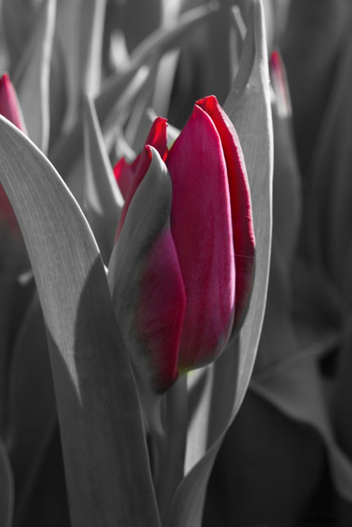 ACDSee Photo Studio Ultimate 2018 for Windows: Powerful Features & No Subscription Required