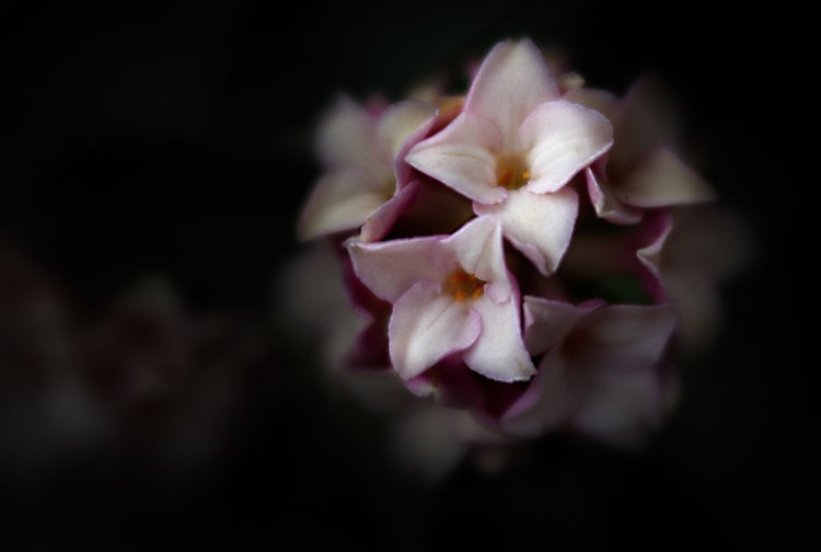 ACDSee Photo Studio Ultimate 2018 for Windows: Powerful Features & No Subscription Required