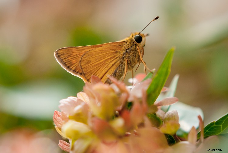 Expert Tips to Capture Stunning Photos with Your Old Camera