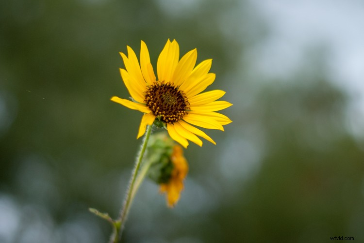 Expert Tips to Capture Stunning Photos with Your Old Camera