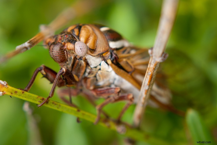 Expert Tips to Capture Stunning Photos with Your Old Camera