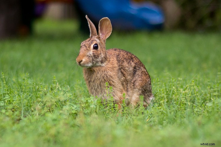 Master Image Cropping: Expert Tips for Superior Photo Composition