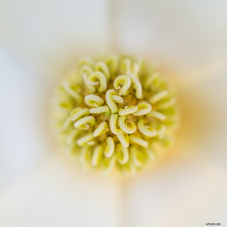 Master Image Cropping: Expert Tips for Superior Photo Composition