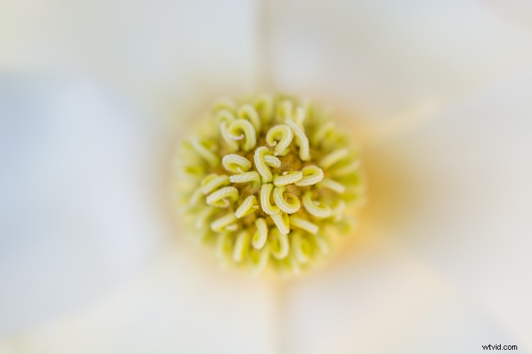 Master Image Cropping: Expert Tips for Superior Photo Composition