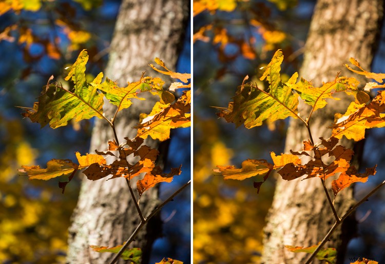 Auto White Balance in Photography: Yay or Nay? Pros, Cons & Expert Tips