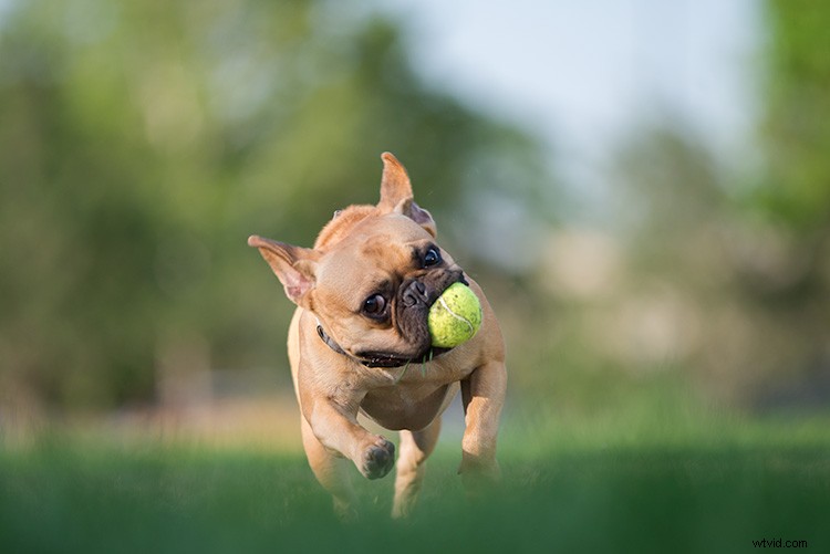 Master Action Dog Photography: Pro Gear, Settings & Tips for Stunning Shots