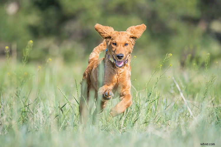 Master Action Dog Photography: Pro Gear, Settings & Tips for Stunning Shots