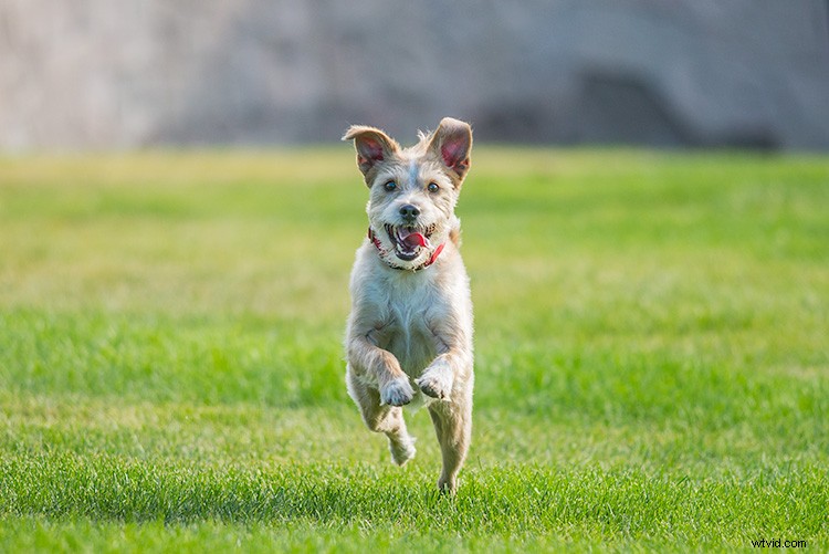 Master Action Dog Photography: Pro Gear, Settings & Tips for Stunning Shots