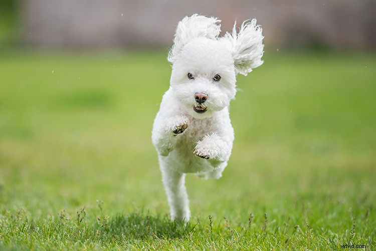 Master Action Dog Photography: Pro Gear, Settings & Tips for Stunning Shots