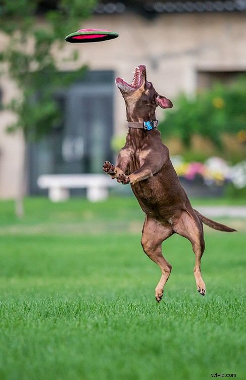 Master Action Dog Photography: Pro Gear, Settings & Tips for Stunning Shots