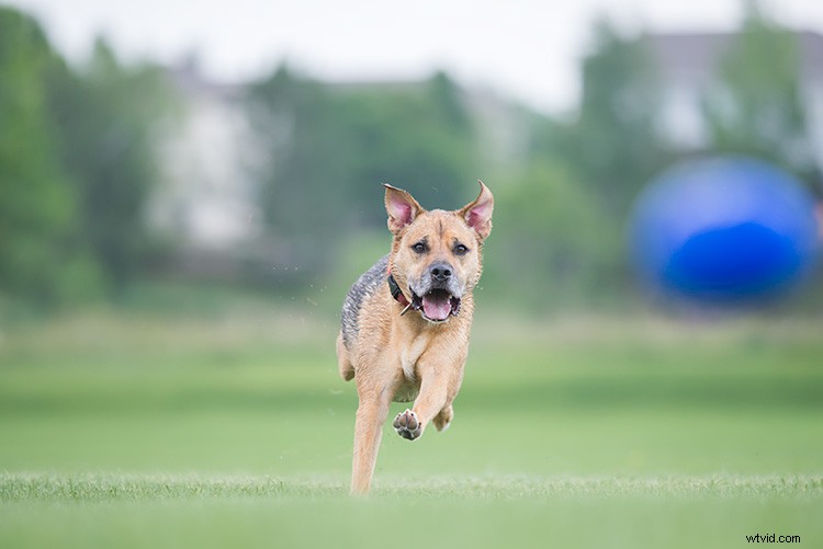 Master Action Dog Photography: Pro Gear, Settings & Tips for Stunning Shots