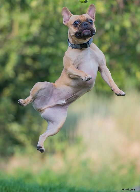 Master Action Dog Photography: Pro Gear, Settings & Tips for Stunning Shots