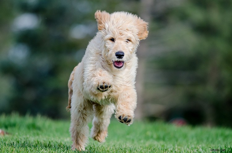 Master Action Dog Photography: Pro Gear, Settings & Tips for Stunning Shots