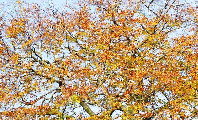 7 Pro Style Techniques to Elevate Your Photography from Master Artists