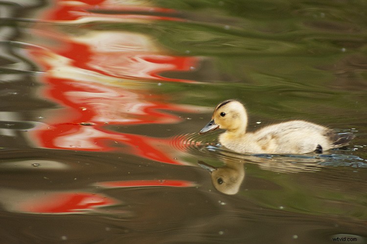 7 Pro Style Techniques to Elevate Your Photography from Master Artists