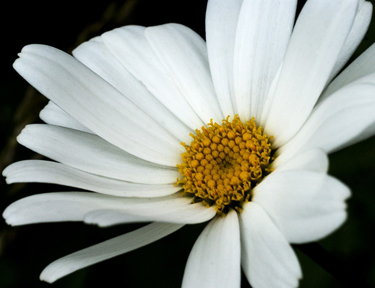 7 Pro Style Techniques to Elevate Your Photography from Master Artists