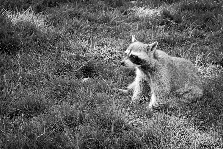 Are Photographers True Artists? Insights from a Grand Teton Adventure