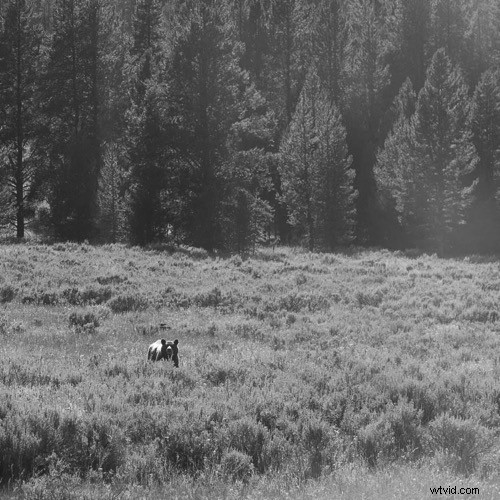 Are Photographers True Artists? Insights from a Grand Teton Adventure