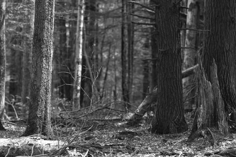 Are Photographers True Artists? Insights from a Grand Teton Adventure