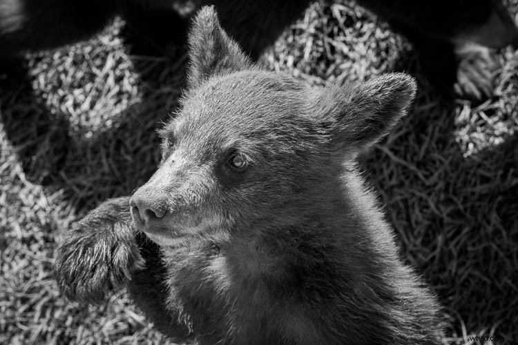 Are Photographers True Artists? Insights from a Grand Teton Adventure