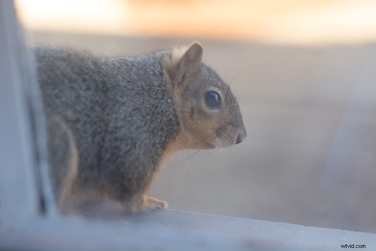 RAW vs. JPEG: Which Image Format is Best for Your Photography?