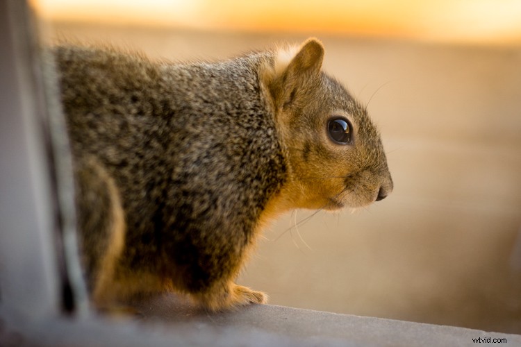 RAW vs. JPEG: Which Image Format is Best for Your Photography?