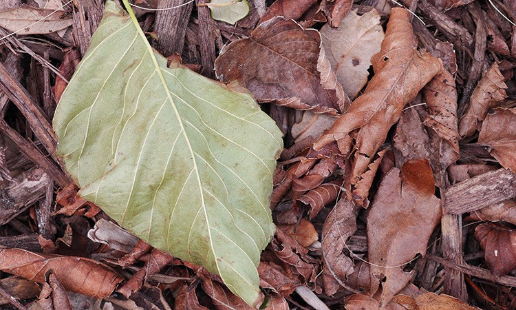 Master Image Tonality: The Science of Photography and Essential Technical Terms