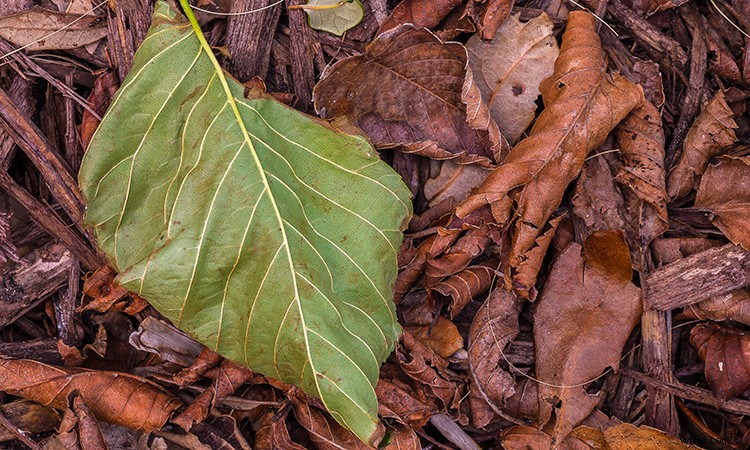 Master Image Tonality: The Science of Photography and Essential Technical Terms