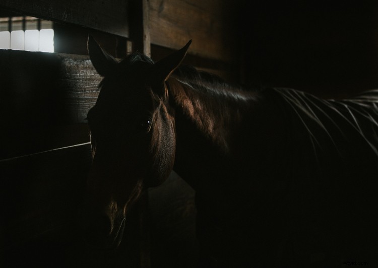 8 Expert Tips to Maximize Your Current Photography Gear Without Buying New