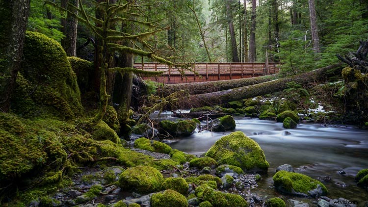 Why a Pro Photographer Switched from Canon DSLRs to Sony A7RIII