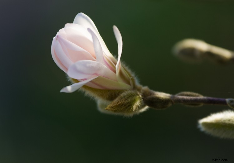 Essential Composition Checklist for Beginner Photographers