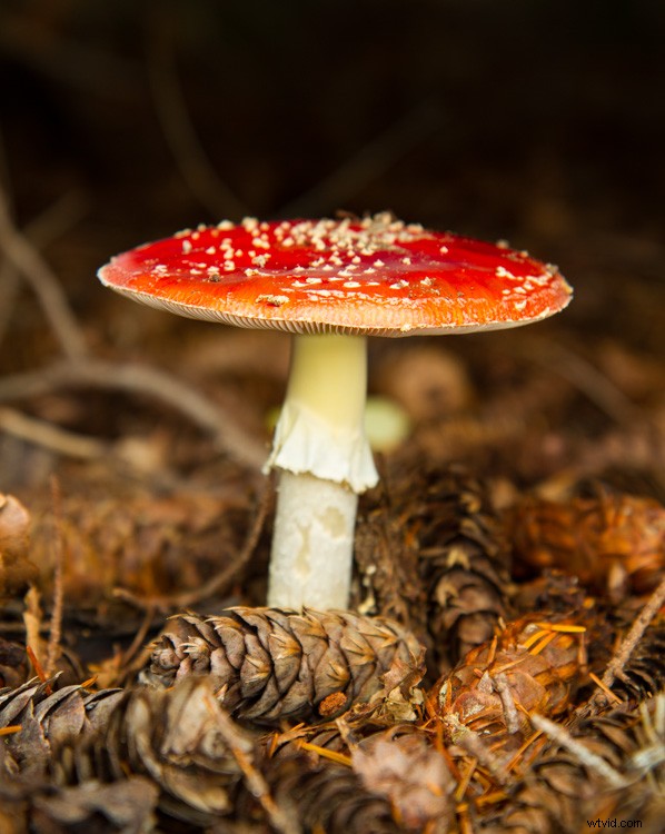 Essential Composition Checklist for Beginner Photographers