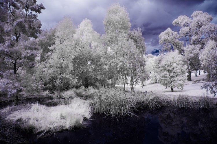 Expert Guide: Convert Your Old Camera for Stunning Infrared Photography