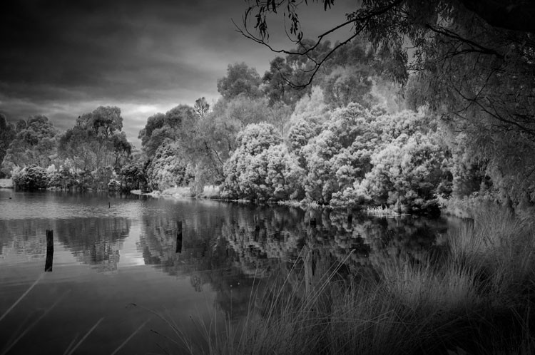 Expert Guide: Convert Your Old Camera for Stunning Infrared Photography