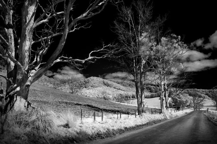 Expert Guide: Convert Your Old Camera for Stunning Infrared Photography