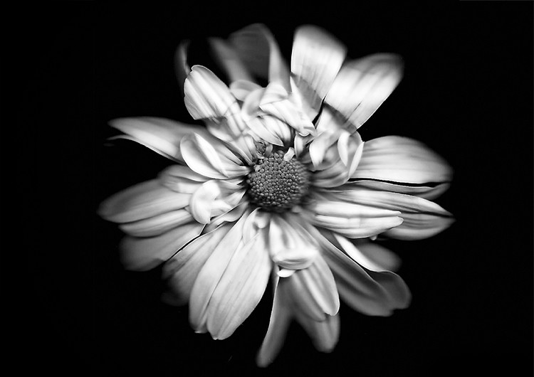 Master Scanography: Create Stunning Plant Images with Your Scanner