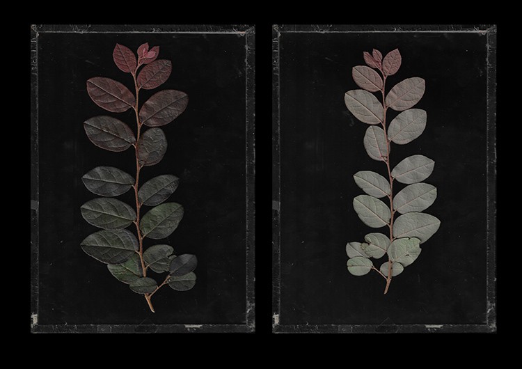 Master Scanography: Create Stunning Plant Images with Your Scanner