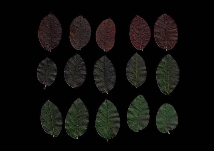 Master Scanography: Create Stunning Plant Images with Your Scanner