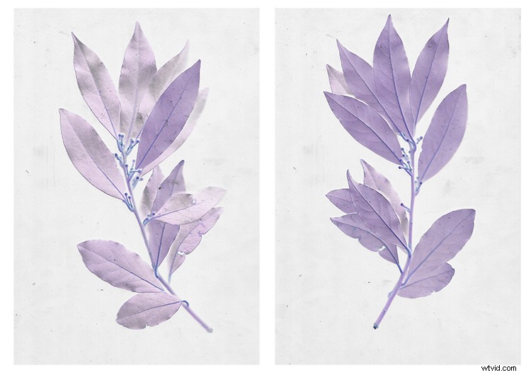 Master Scanography: Create Stunning Plant Images with Your Scanner