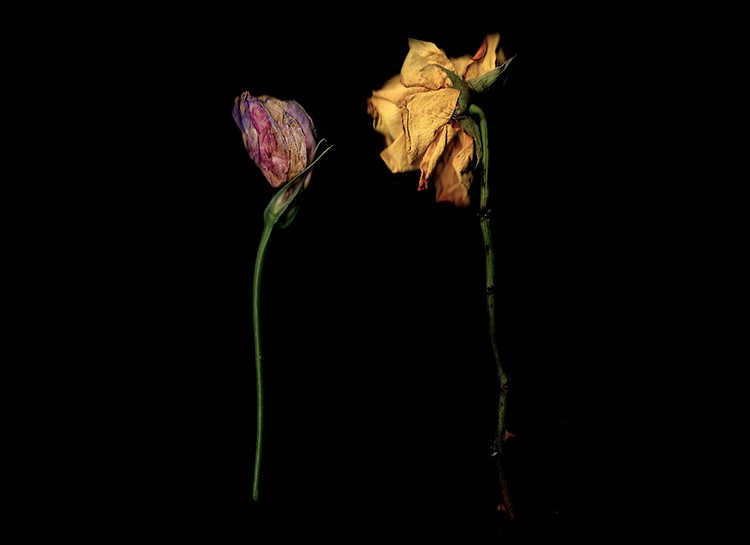 Master Scanography: Create Stunning Plant Images with Your Scanner