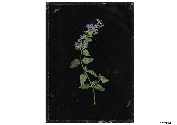 Master Scanography: Create Stunning Plant Images with Your Scanner