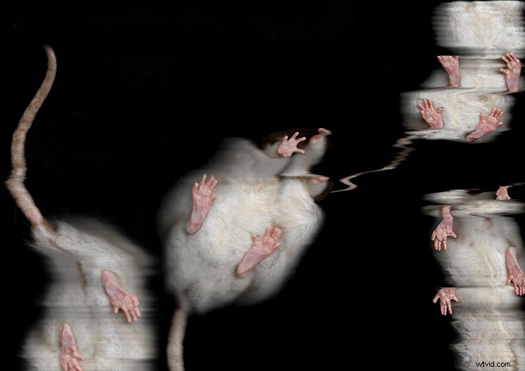 Master Scanography: Create Stunning Plant Images with Your Scanner