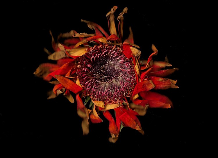 Master Scanography: Create Stunning Plant Images with Your Scanner