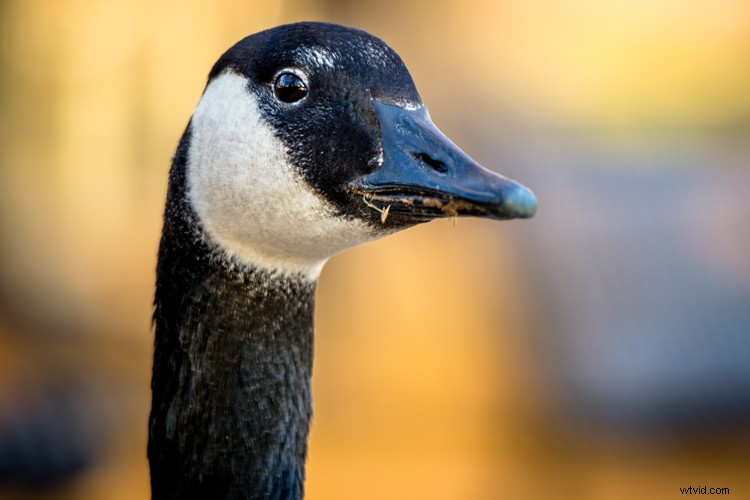 Master Exposure Compensation: Unlock Perfect Exposures on Your Camera