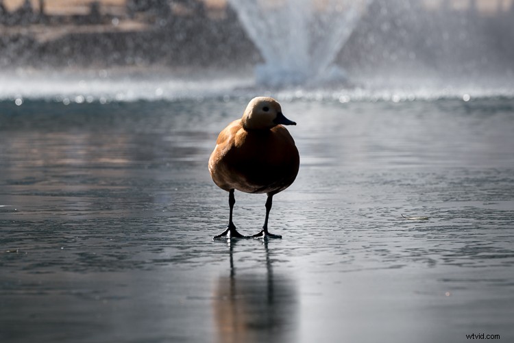 Master Exposure Compensation: Unlock Perfect Exposures on Your Camera