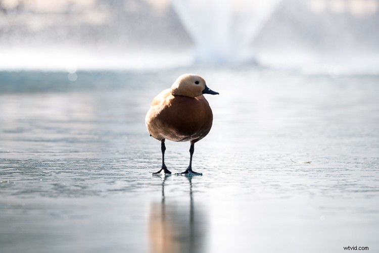 Master Exposure Compensation: Unlock Perfect Exposures on Your Camera