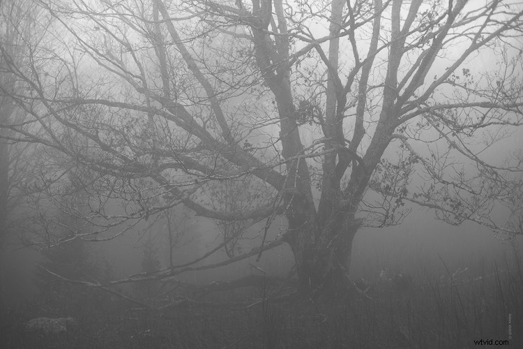 Expert Tips to Enhance Mood and Atmosphere in Foggy Photos